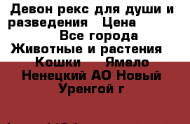 Девон рекс для души и разведения › Цена ­ 20 000 - Все города Животные и растения » Кошки   . Ямало-Ненецкий АО,Новый Уренгой г.